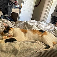 Pupuse a rejoint le concours — aidez-le/la à gagner de superbes lots ! bed, blanket, calico_cat, casual, cat, clothing, cozy, door, feet, furniture, home, indoor, patterned_bedding, paw, relaxation, resting, room, sleeping, tail, wooden_furniture