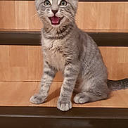 Cookie a rejoint le concours — aidez-le/la à gagner de superbes lots ! animal, cat, curious, cute, ears, feline, fur, gray_tabby, happy, indoor, kitten, mouth_open, pet, playful, sitting, stairs, tail, whiskers, wooden_stairs, young_cat