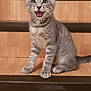 animal, cat, curious, cute, ears, feline, fur, gray_tabby, happy, indoor, kitten, mouth_open, pet, playful, sitting, stairs, tail, whiskers, wooden_stairs, young_cat