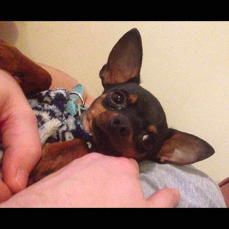 Willis