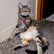 Jingles joined the competition — help win amazing prizes! cat, tabby, animal, pet, collar, tag, indoor, carpet, relaxed, fur, whiskers, ears, paw, tail, wall, doorframe, light, curious, sitting, mammal