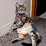 animal, carpet, cat, collar, curious, doorframe, ears, fur, indoor, light, mammal, paw, pet, relaxed, sitting, tabby, tag, tail, wall, whiskers