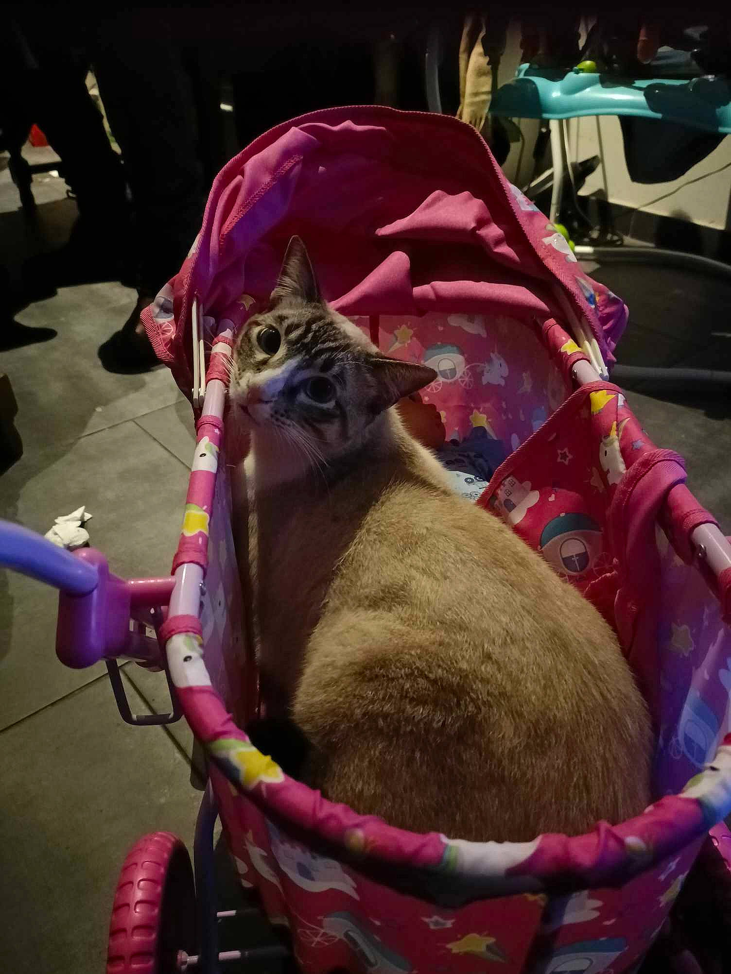 Fenrir a rejoint le concours — aidez-le/la à gagner de superbes lots ! bag, basket, chair, event, fashion_accessory, felidae, fur, leash, magenta, photograph, pink, purple, small_to_medium_sized_cats, storage_basket, thread, tire, wheel, wool, working_animal