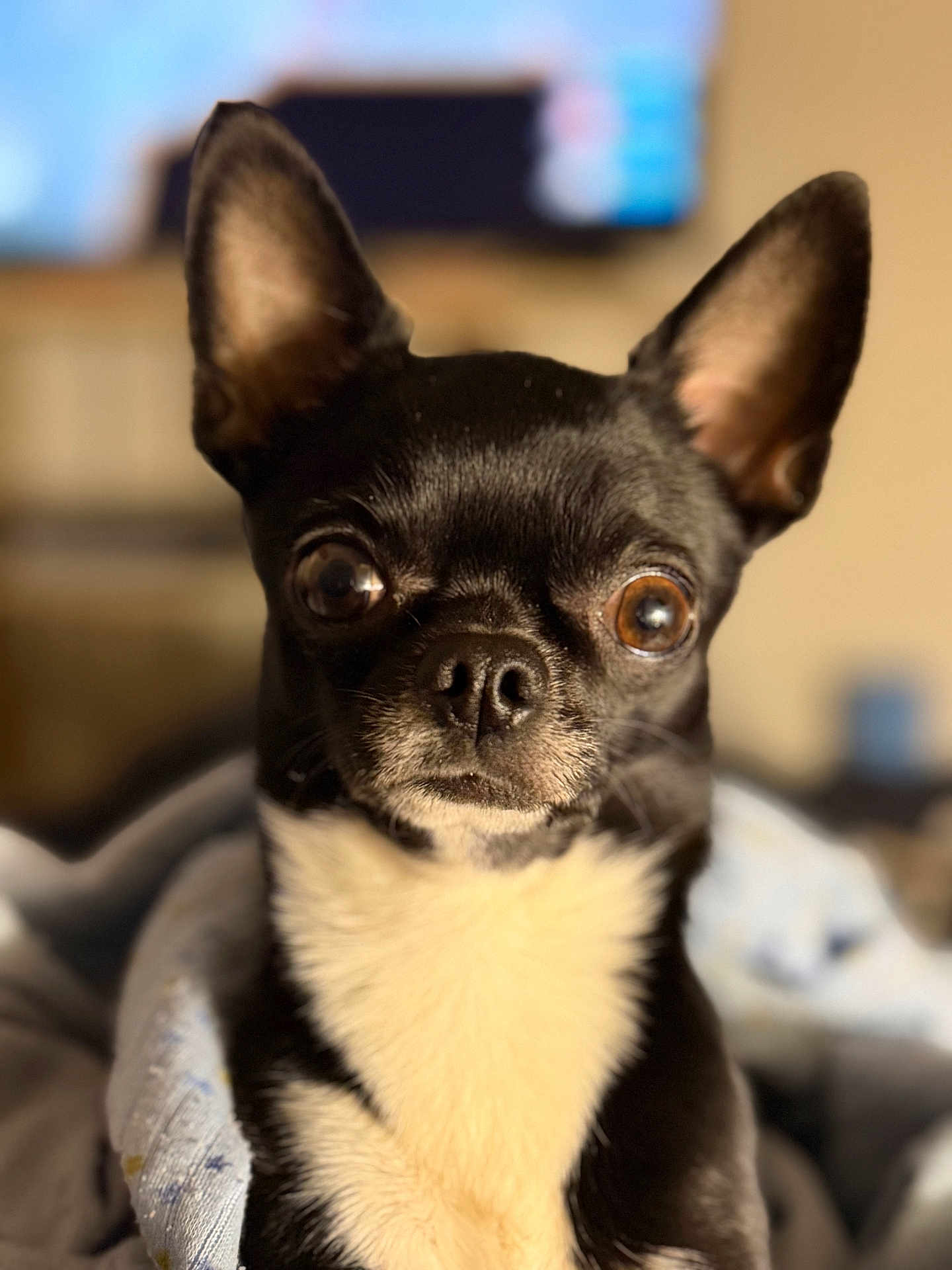 Chichi a rejoint le concours — aidez-le/la à gagner de superbes lots ! dog, chihuahua, pet, portrait, close_up, black_fur, white_chest, big_eyes, ears, nose, whiskers, animal, domestic_animal, indoor, blanket, bokeh, shallow_depth_of_field, cute, alert, fur_texture