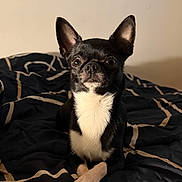 Chichi a rejoint le concours — aidez-le/la à gagner de superbes lots ! dog, chihuahua, pet, black_and_white, bed, blanket, paws_crossed, ears_up, portrait, indoor, looking_at_camera, fur, whiskers, nose, eyes, cozy, bedding, domestic_animal, small_dog, soft_lighting