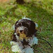 Oreo is registered to the contest to win money with this photo: dog, black_and_white, fluffy, grass, outdoor, sunlight, nature, pet, animal, leash, calm, laying_down, fur, muzzle, close_up, daylight, greenery, tree_shadow, quiet, relaxed
