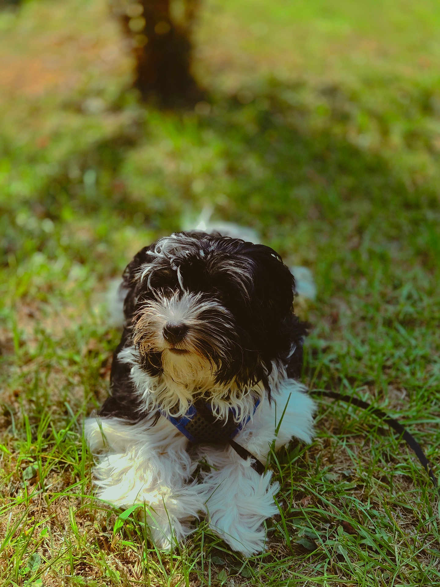 Oreo