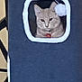 cat, pet, cat_condo, toy, indoor, animal, feline, cozy, curious, window, grey, white, collar, dangle, soft_toy, home, cute, resting, comfort, looking