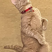 Miko joined the competition — help win amazing prizes! alert, animal, beige_floor, cat, close_up, curious, domestic_cat, ears, feline, four_legs, fur, indoor, looking_up, pet, red_collar, standing, tag, tail, toy_cart_wheels, whiskers