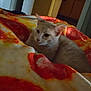 cat, pet, blanket, pizza_pattern, indoor, cozy, furniture, home, light, animal, cute, resting, feline, soft, comfort, domestic, relaxation, bedroom, warm, orange