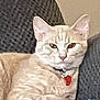 cat, feline, pet, collar, red_tag, couch, furniture, indoor, relaxed, animal, light_fur, ears, whiskers, face, sitting, looking, domestic_animal, home, comfortable, resting