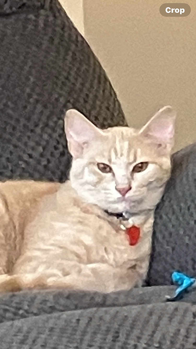 Miko