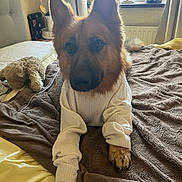 Ronnie joined the competition — help win amazing prizes! dog, german_shepherd, pet, sweater, white_sweater, bed, blanket, bedding, paw, ears, fur, portrait, indoors, window, curtain, stuffed_animal, toy, cute, eyes, home