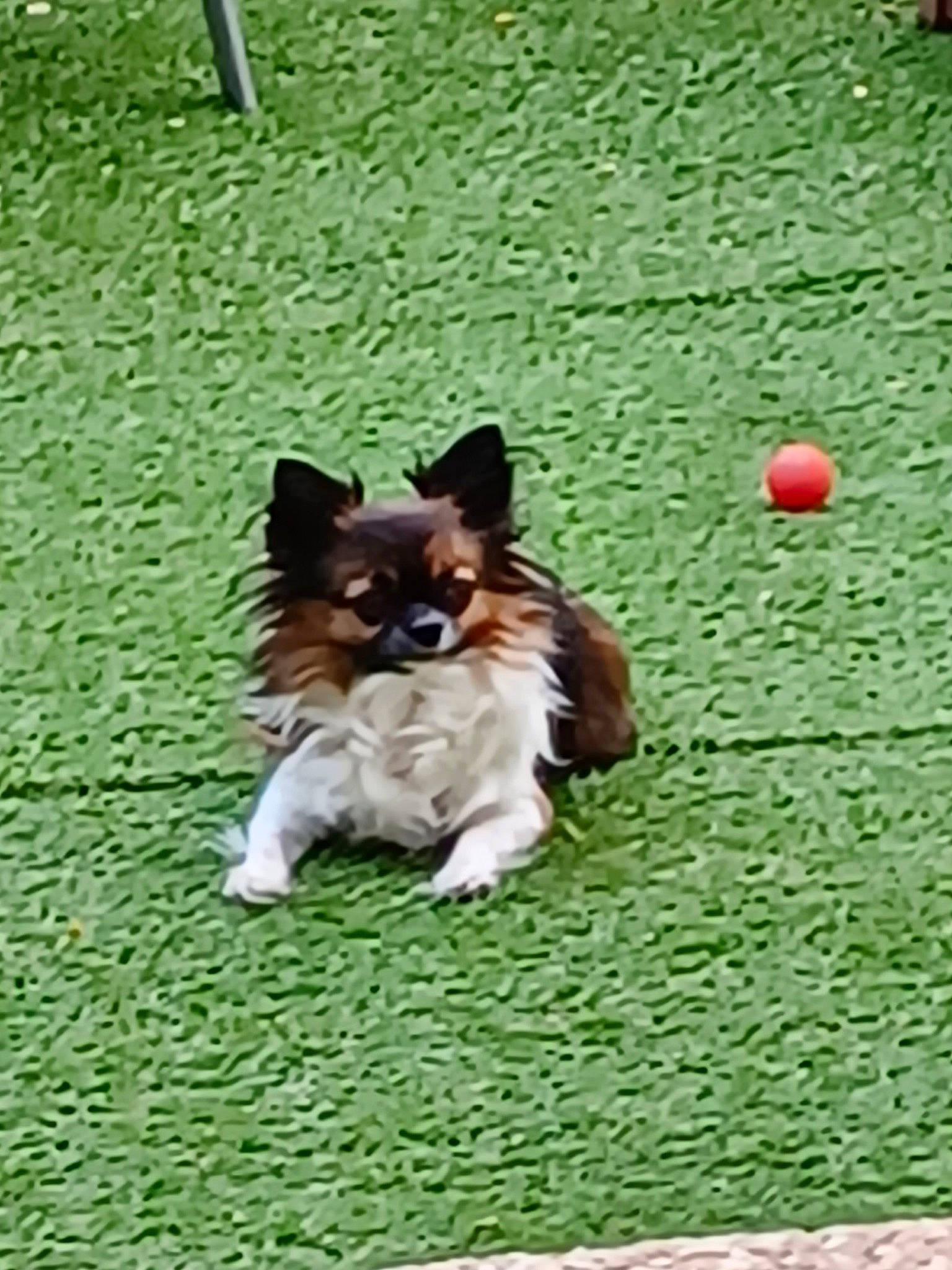 Oxana participe au concours pour gagner de l'argent avec cette photo : canidae, carnivore, companion_dog, dog, dog_breed, dog_sports, dog_supply, fawn, flooring, grass, herding_dog, recreation, snout, spaniel, sporting_group, tail, toy_dog, vertebrate, whiskers, working_animal