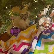Bailey Bear is registered to the contest to win money with this photo: cat, christmas_tree, ornament, purple_ornament, silver_ornament, blanket, zigzag_pattern, indoor, holiday, festive, pet, animal, fur, relaxed, decorations, lights, greenery, cozy, home, cute