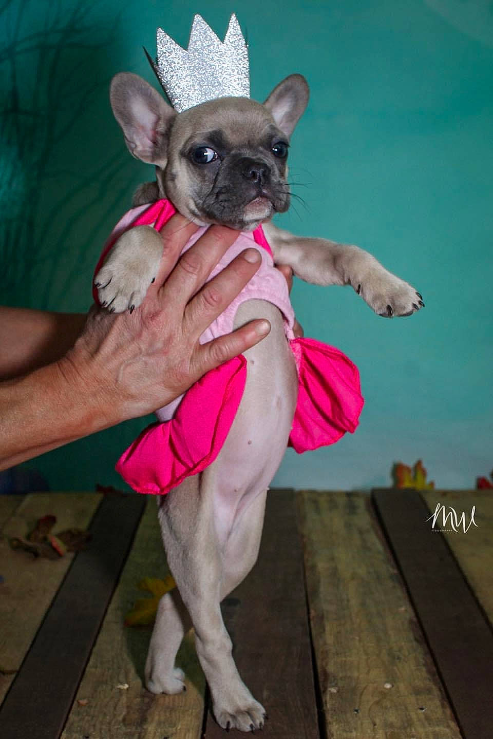 Tuesday joined the competition — help win amazing prizes! canidae, carnivore, chihuahua, collar, companion_dog, dog, dog_breed, dog_clothes, dog_supply, fawn, non_sporting_group, paw, peruvian_hairless_dog, pet_supply, pink, puppy, snout, toy_dog, vertebrate, working_animal