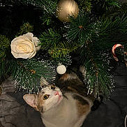 Myna a rejoint le concours — aidez-le/la à gagner de superbes lots ! cat, christmas_tree, ornament, white_rose, gold_bauble, candy_cane, green_pine_needles, curious, pet, indoor, holiday, decoration, animal, feline, christmas, festive, cozy, blanket, looking_up, close_up
