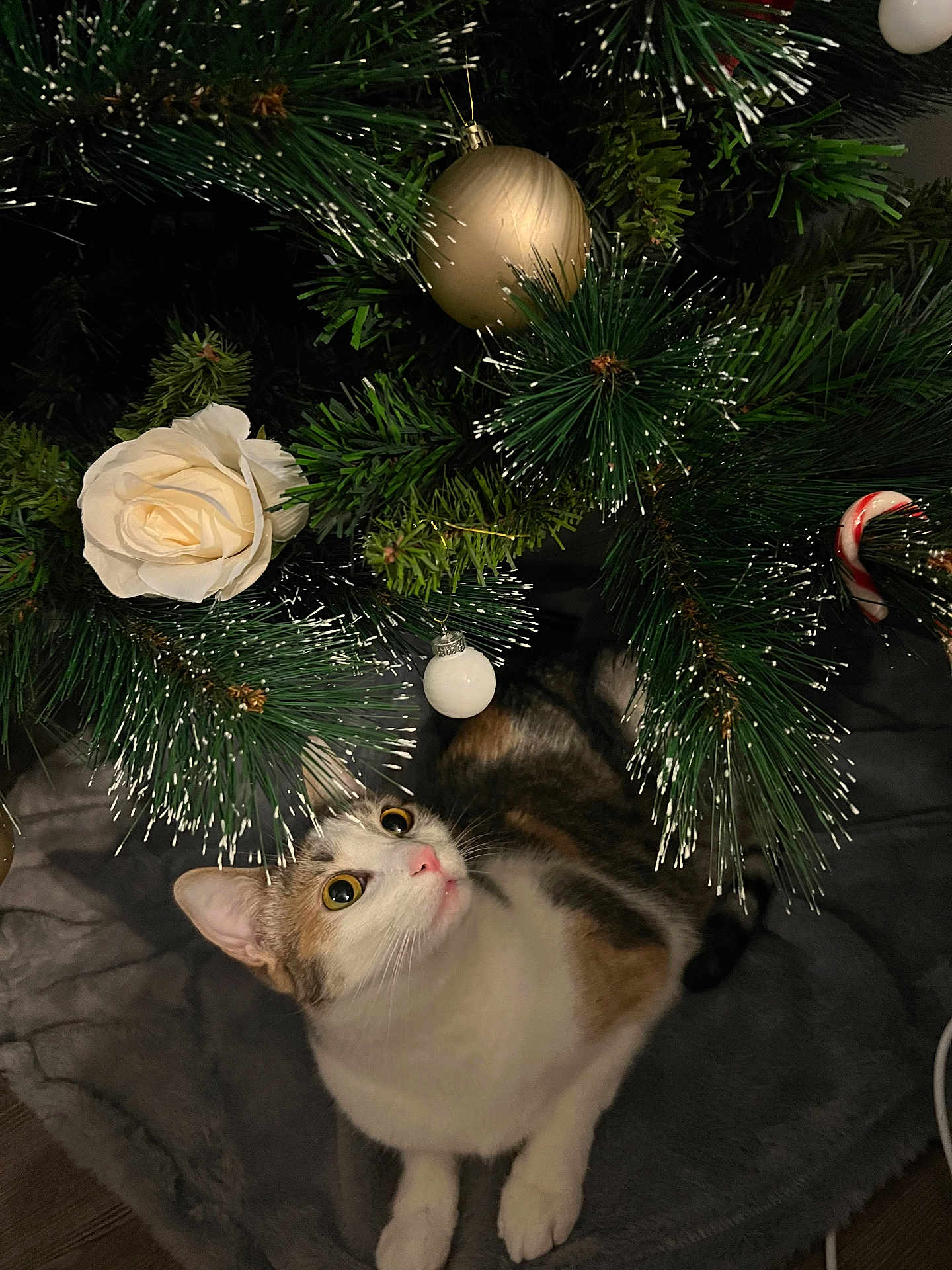 Myna a rejoint le concours — aidez-le/la à gagner de superbes lots ! cat, christmas_tree, ornament, white_rose, gold_bauble, candy_cane, green_pine_needles, curious, pet, indoor, holiday, decoration, animal, feline, christmas, festive, cozy, blanket, looking_up, close_up