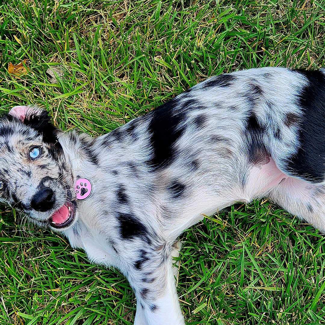 Stella joined the competition — help win amazing prizes! animal, blue_eyes, canine, collar, dog, ears, fur, grass, happy, lying_down, nature, outdoor, pet, playful, puppy, smiling, spotted_fur, tail, tongue, young_dog