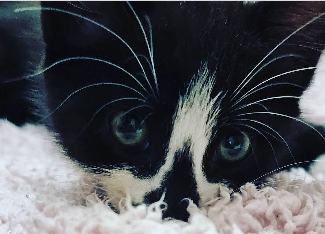 Gloria joined the competition — help win amazing prizes! art, ball, canidae, carnivore, cat, companion_dog, dog_breed, domestic_short_haired_cat, eye, eyelash, felidae, fur, human_body, iris, small_to_medium_sized_cats, snout, terrestrial_animal, whiskers, window, working_animal