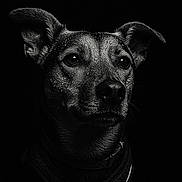 Dory a rejoint le concours — aidez-le/la à gagner de superbes lots ! dog, portrait, black_and_white, close_up, water_droplets, animal, ears, fur, collar, moody_lighting, dark_background, texture, expression, wet, pet, canine, intense, studio, monochrome, detailed