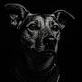 dog, portrait, black_and_white, close_up, water_droplets, animal, ears, fur, collar, moody_lighting, dark_background, texture, expression, wet, pet, canine, intense, studio, monochrome, detailed