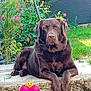 animal, canine, chocolate_labrador, colorful, cute, dog, emoji, flowers, garden, grass, greenery, labrador, lying_down, nature, outdoor, pet, relaxed, stone_ledge, summer, sunlight