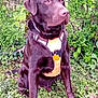 animal, canine, chocolate, dog, ears, eyes, fur, grass, greenery, harness, labrador, leaf, nature, orange, outdoor, pet, plant, sitting, snout, tail