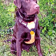 Ted participe au concours pour gagner de l'argent avec cette photo : dog, labrador, chocolate_labrador, pet, animal, canine, harness, outdoor, garden, greenery, grass, bushes, sitting, nature, fur, mammal, companion, alert, portrait, daylight