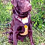 dog, labrador, chocolate_labrador, pet, animal, canine, harness, outdoor, garden, greenery, grass, bushes, sitting, nature, fur, mammal, companion, alert, portrait, daylight