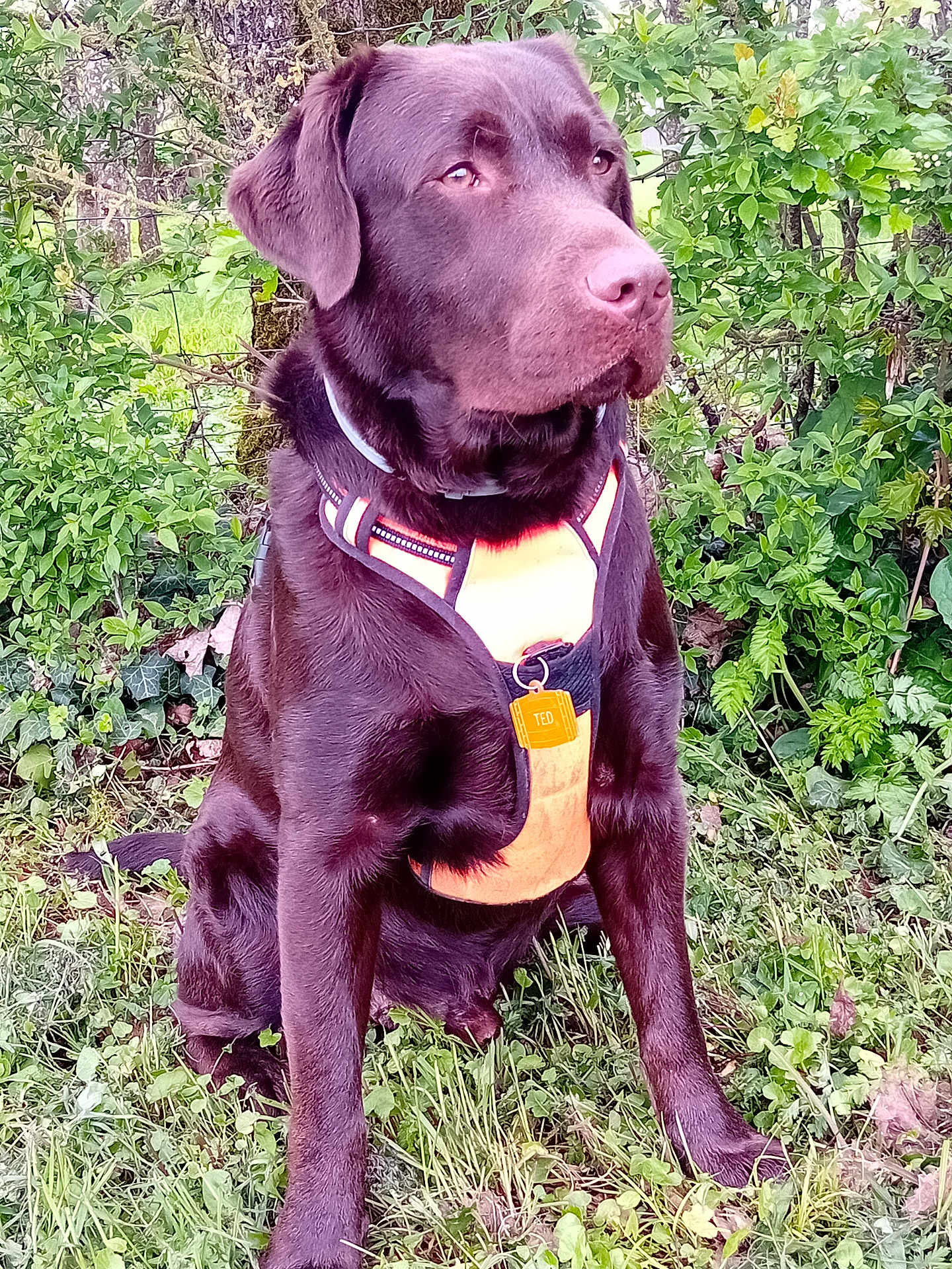 Ted participe au concours pour gagner de l'argent avec cette photo : dog, labrador, chocolate_labrador, pet, animal, canine, harness, outdoor, garden, greenery, grass, bushes, sitting, nature, fur, mammal, companion, alert, portrait, daylight