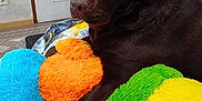 Ted participe au concours pour gagner de l'argent avec cette photo : animal, blanket, blue_toy, chocolate_labrador, cozy, cute, dog, door, floor_tiles, furniture, green_toy, indoor, labrador, lamp, orange_toy, pet, plush_toys, resting, wall, yellow_toy