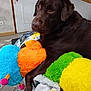 animal, blanket, blue_toy, chocolate_labrador, cozy, cute, dog, door, floor_tiles, furniture, green_toy, indoor, labrador, lamp, orange_toy, pet, plush_toys, resting, wall, yellow_toy