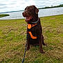 Ted a rejoint le concours — aidez-le/la à gagner de superbes lots ! animal, canine, chocolate_labrador, cloudy_sky, dog, field, grass, happy, harness, labrador, lake, landscape, leash, nature, outdoor, pet, sitting, summer, tongue_out, water