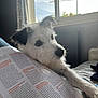 Nana participe au concours pour gagner de l'argent avec cette photo : dog, white_dog, black_ears, magazine, reading, indoor, window, natural_light, curious, pet, canine, furniture, relaxed, daylight, couch, human_hand, close_up, companion, home, cozy