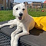 dog, white_dog, outdoor, sunny, grass, backyard, cushion, woven_furniture, happy, smiling, pet, animal, ears, nose, tongue, house, blue_sky, relaxed, daytime, shadow