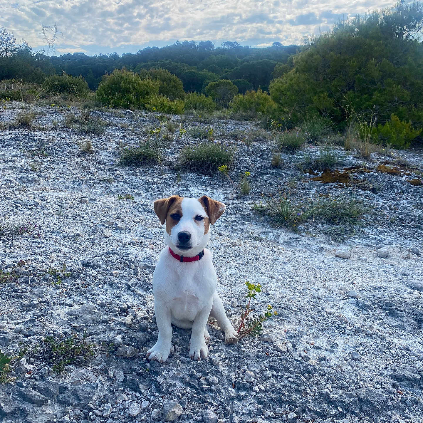 Arlo a rejoint le concours — aidez-le/la à gagner de superbes lots ! alert, animal, clouds, collar, daylight, dog, ears, field, grass, head, landscape, nature, outdoor, pet, puppy, rocky_ground, sitting, sky, trees, young_dog