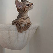 Salem participe au concours pour gagner de l'argent avec cette photo : cat, kitten, tabby, animal, pet, feline, sitting, perched, paws, whiskers, ears, striped_fur, short_hair, indoors, home, wall, basket, blanket, portrait, cute