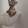 cat, kitten, tabby, animal, pet, feline, sitting, perched, paws, whiskers, ears, striped_fur, short_hair, indoors, home, wall, basket, blanket, portrait, cute