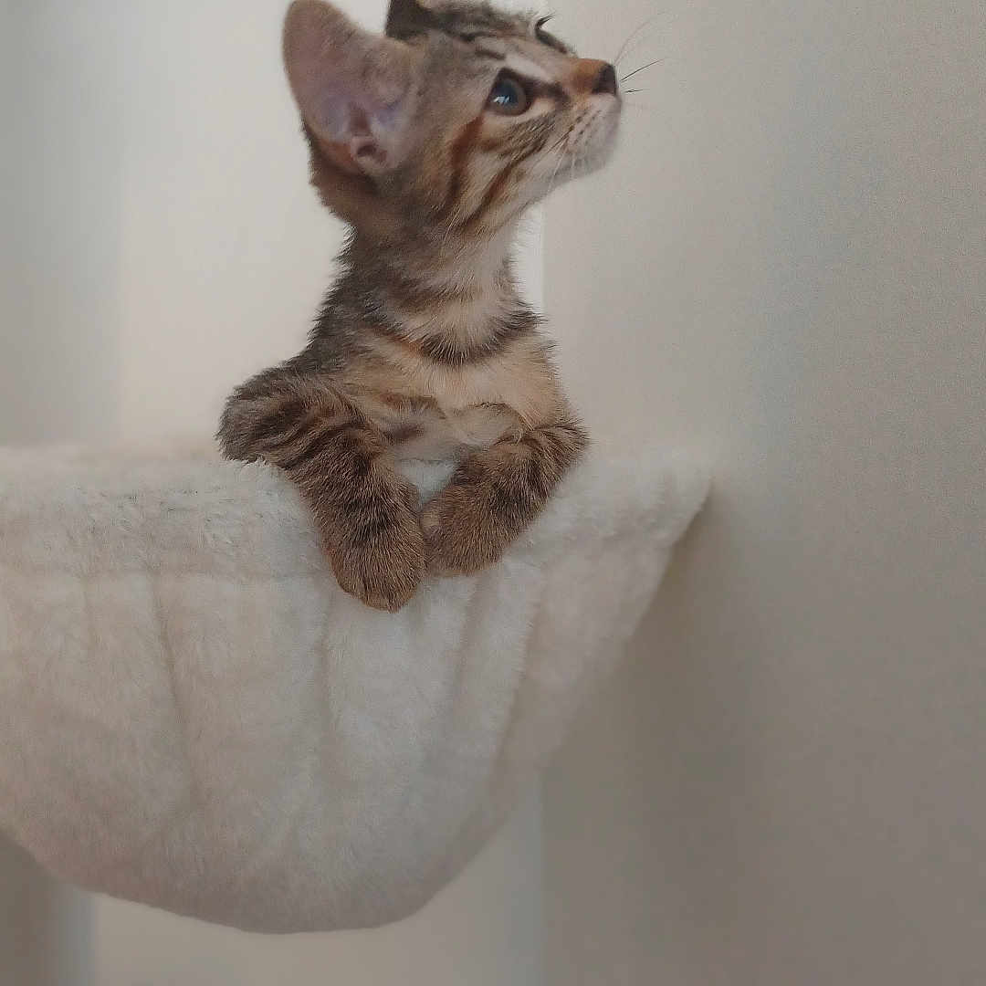 Salem participe au concours pour gagner de l'argent avec cette photo : cat, kitten, tabby, animal, pet, feline, sitting, perched, paws, whiskers, ears, striped_fur, short_hair, indoors, home, wall, basket, blanket, portrait, cute