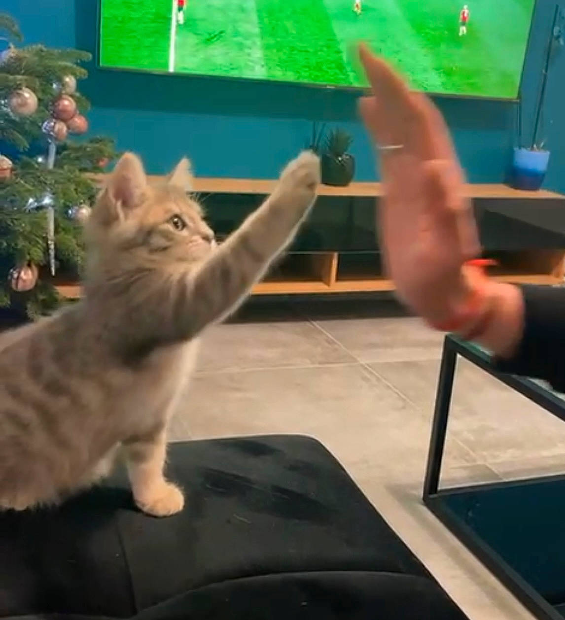 Bandy a rejoint le concours — aidez-le/la à gagner de superbes lots ! balance, barefoot, carnivore, cat, chest, claw, domestic_short_haired_cat, felidae, foot, fur, gesture, human_leg, knee, paw, physical_fitness, sitting, small_to_medium_sized_cats, sportswear, tail, whiskers