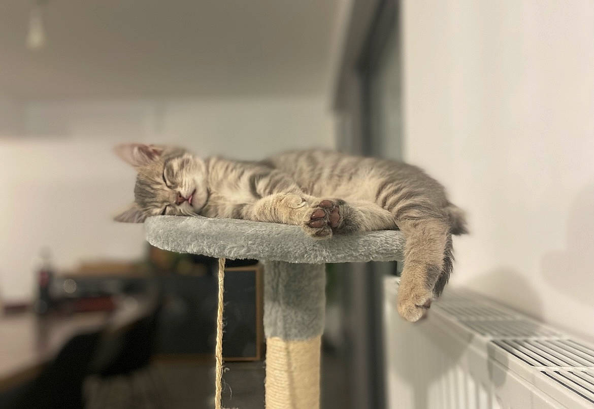 Bandy a rejoint le concours — aidez-le/la à gagner de superbes lots ! carnivore, cat, cat_supply, claw, comfort, domestic_short_haired_cat, fawn, felidae, fur, grey, paw, pet_supply, room, small_to_medium_sized_cats, snout, tail, terrestrial_animal, whiskers, wildlife, wood