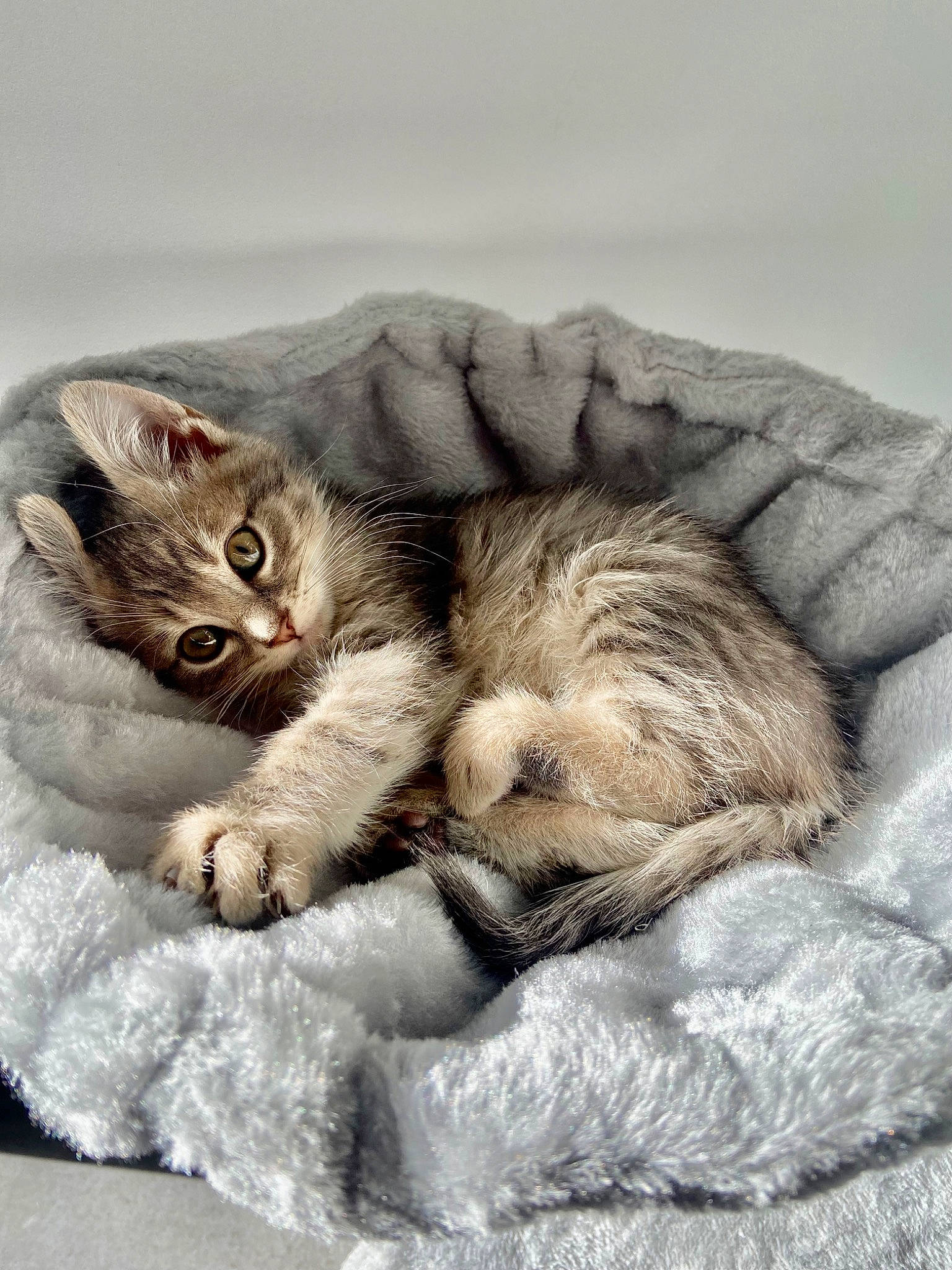 Bandy a rejoint le concours — aidez-le/la à gagner de superbes lots ! bed, carnivore, cat, cat_bed, claw, comfort, domestic_short_haired_cat, felidae, foot, fur, gesture, grey, nap, paw, sleep, small_to_medium_sized_cats, snout, tail, whiskers