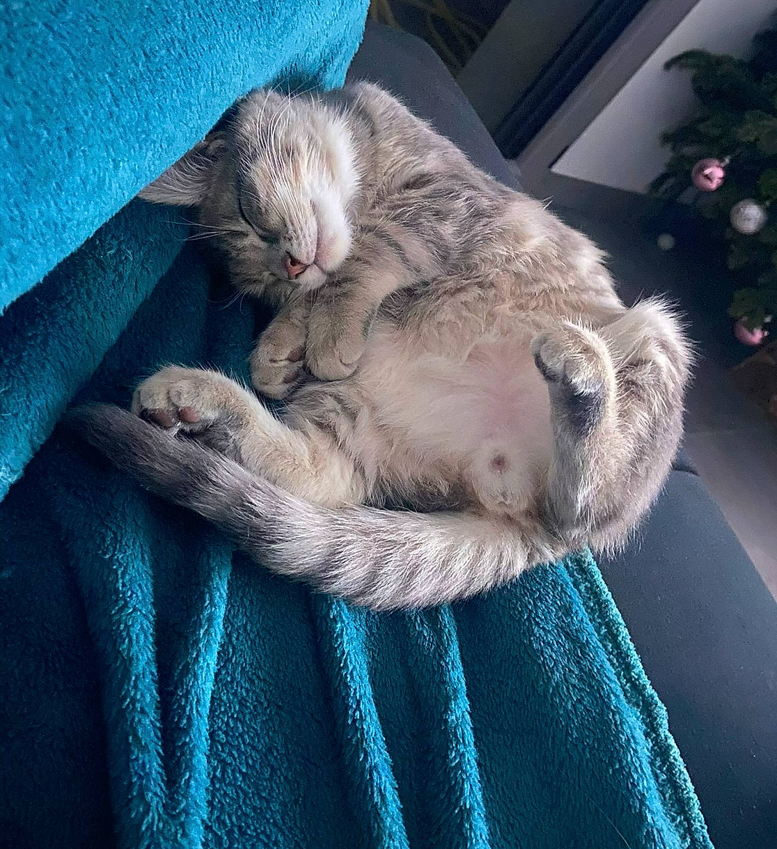 Bandy participe au concours pour gagner de l'argent avec cette photo : blue, carnivore, cat, claw, cloud, comfort, domestic_short_haired_cat, electric_blue, felidae, fur, grey, nap, paw, sky, sleep, small_to_medium_sized_cats, snout, sporting_group, tail, whiskers