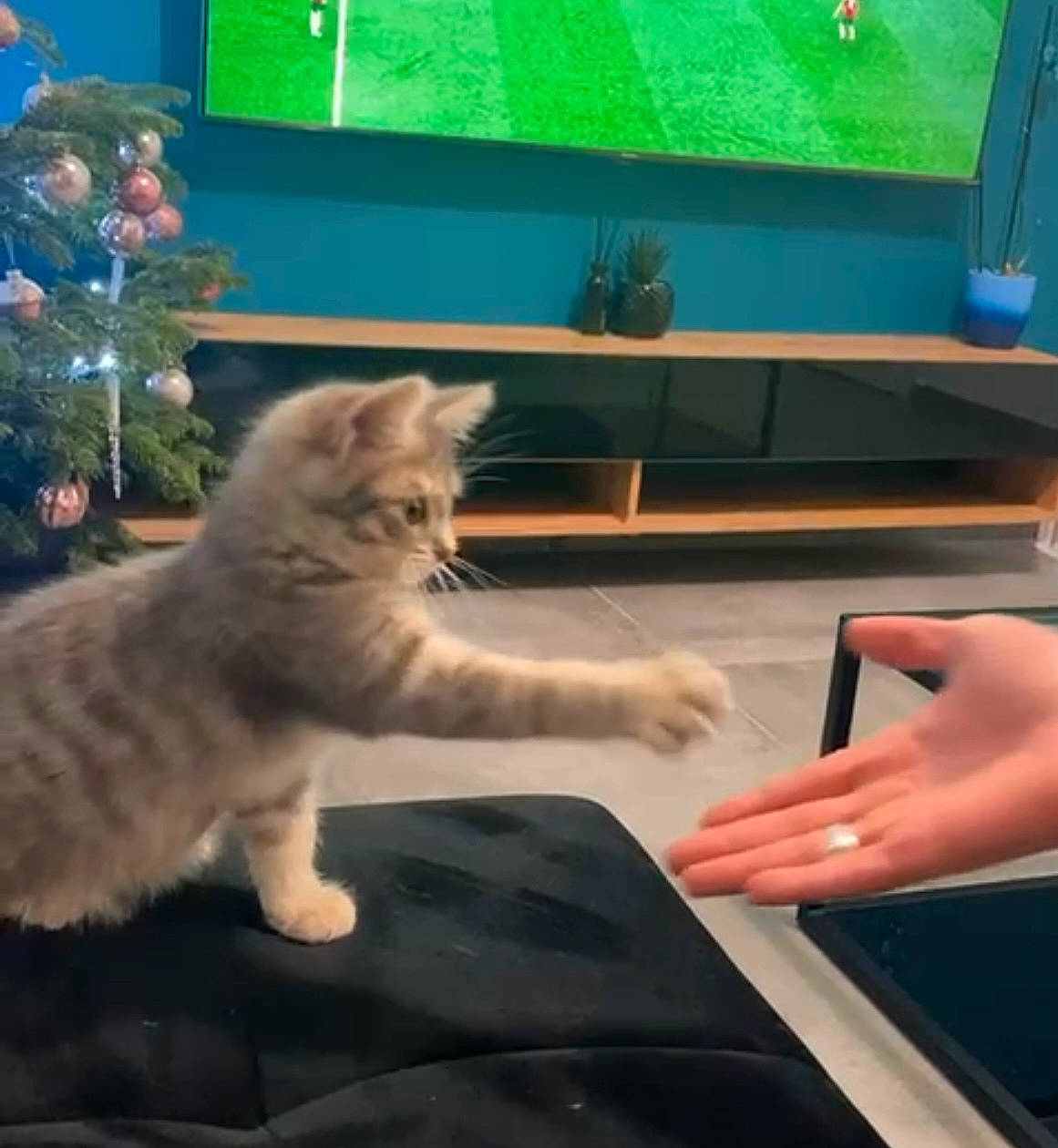 Bandy participe au concours pour gagner de l'argent avec cette photo : carnivore, cat, chair, comfort, domestic_short_haired_cat, fawn, felidae, flooring, fur, gesture, lap, paw, plant, room, sitting, small_to_medium_sized_cats, table, tail, whiskers, wood