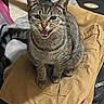 cat, tabby, pet, animal, feline, indoor, clothing, pants, fabric, suitcase, open_mouth, whiskers, striped, gray, brown, sitting, fur, tail, domestic, meowing