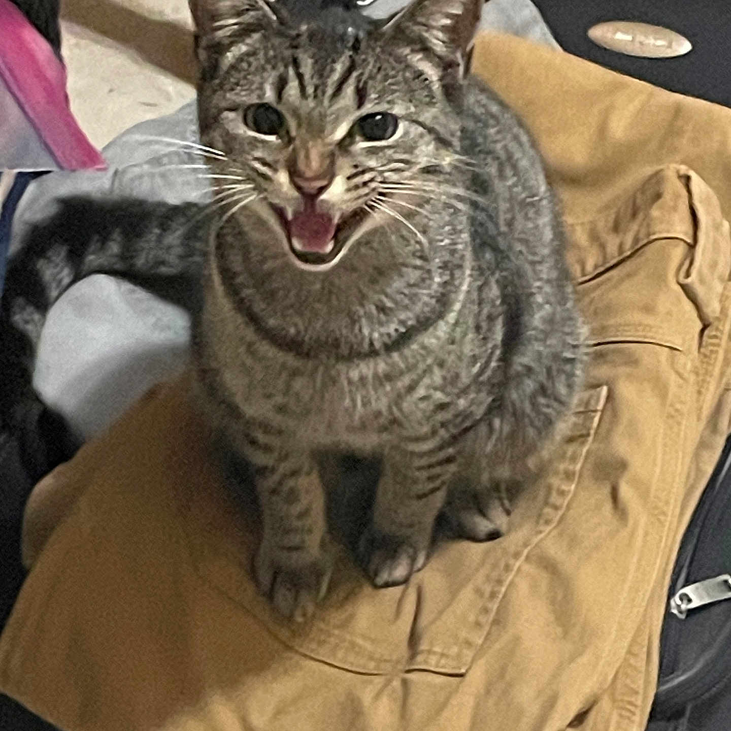 Seaburr joined the competition — help win amazing prizes! cat, tabby, pet, animal, feline, indoor, clothing, pants, fabric, suitcase, open_mouth, whiskers, striped, gray, brown, sitting, fur, tail, domestic, meowing