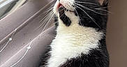 Memow joined the competition — help win amazing prizes! animal, black_and_white, calm, cat, close_up, curtain, domestic_animal, feline, fur, indoor, looking_up, natural_light, pet, portrait, quiet, side_view, soft_light, tuxedo_cat, whiskers, window