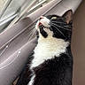 animal, black_and_white, calm, cat, close_up, curtain, domestic_animal, feline, fur, indoor, looking_up, natural_light, pet, portrait, quiet, side_view, soft_light, tuxedo_cat, whiskers, window