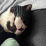 Memow is registered to the contest to win money with this photo: animal, black_and_white, cat, close_up, cozy, cute, domestic_animal, fang, feline, fur, indoors, leather, mouth_open, pet, relaxing, resting, sleeping, soft, texture, whiskers